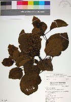 臭娘子藏品圖，第1張