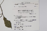 蘭嶼馬藍藏品圖，第5張