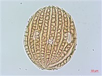 蘭嶼馬藍藏品圖，第2張