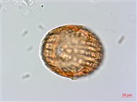 蘭嶼馬藍藏品圖，第4張