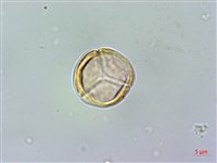 賽赤楠藏品圖，第3張