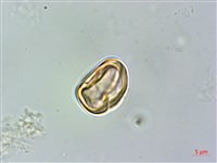 賽赤楠藏品圖，第4張