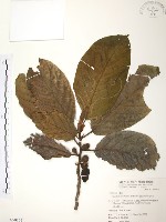 豬母乳、水同木藏品圖，第1張