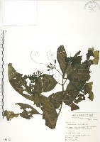 錫蘭玉心花藏品圖，第1張