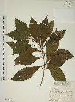 貝木藏品圖，第1張