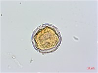 蘭嶼絡石藏品圖，第2張