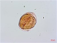 蘭嶼絡石藏品圖，第3張