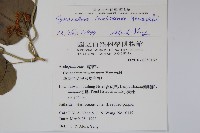 蘭嶼牛皮消、蘭嶼白薇藏品圖，第2張