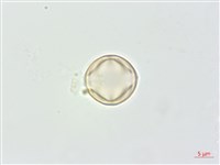 凹葉柃木、濱柃木、翠米茶藏品圖，第1張