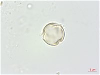 凹葉柃木、濱柃木、翠米茶藏品圖，第2張