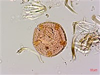 青脆枝藏品圖，第2張