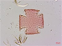 青脆枝藏品圖，第4張