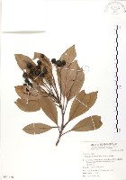 豬腳楠藏品圖，第1張