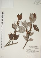 四脈麻藏品圖，第1張