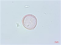 四脈麻藏品圖，第2張