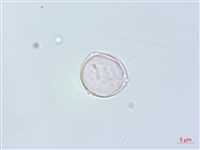 四脈麻藏品圖，第3張