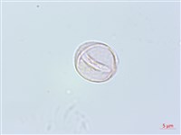 四脈麻藏品圖，第4張