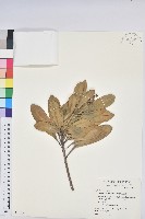 蘭嶼土沉香藏品圖，第1張