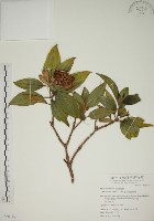 基尖葉野牡丹、蘭嶼野牡丹藏品圖，第1張