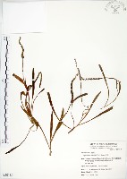綬草藏品圖，第1張