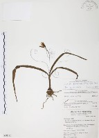 臺灣白及藏品圖，第1張