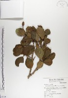 呂宋毛蕊木藏品圖，第1張