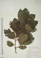 山黃梔藏品圖，第1張