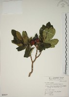 蘭嶼馬蹄花藏品圖，第1張