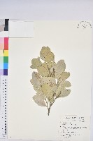 白樹仔藏品圖，第1張