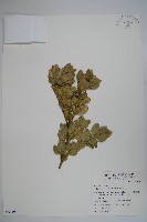 琉球黃楊藏品圖，第1張