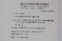 琉球黃楊藏品圖，第2張