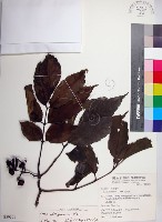 菲律賓火筒樹藏品圖，第1張