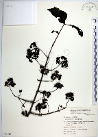 腺果藤、刺藤藏品圖，第1張