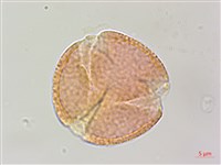 台灣魚藤藏品圖，第2張