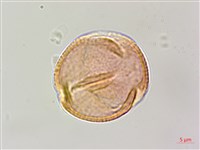 台灣魚藤藏品圖，第3張