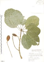 蘭嶼山欖, 大葉樹青藏品圖，第1張