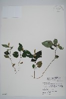 卵葉鱗球花藏品圖，第1張