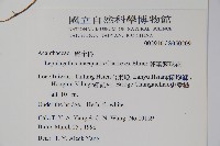 卵葉鱗球花藏品圖，第2張