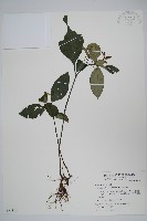 針刺草藏品圖，第1張