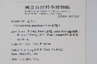 針刺草藏品圖，第2張