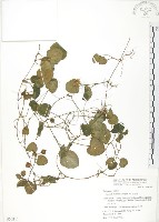 苞花蔓藏品圖，第1張