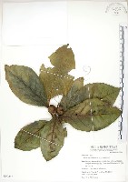 大冇榕、稜果榕藏品圖，第1張