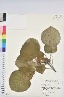 圓葉血桐藏品圖，第1張