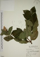 大葉溲疏藏品圖，第1張