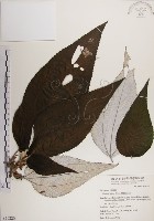 蘭嶼水絲麻藏品圖，第1張