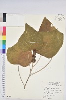 野桐藏品圖，第1張