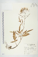 小燈籠草、大還魂藏品圖，第1張