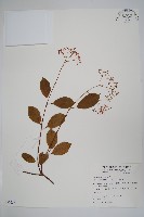 酸藤藏品圖，第1張