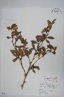 臺灣小蘗藏品圖，第1張