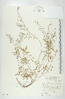 台灣碎米薺藏品圖，第1張